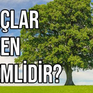 Ağaçlar Neden Önemlidir
