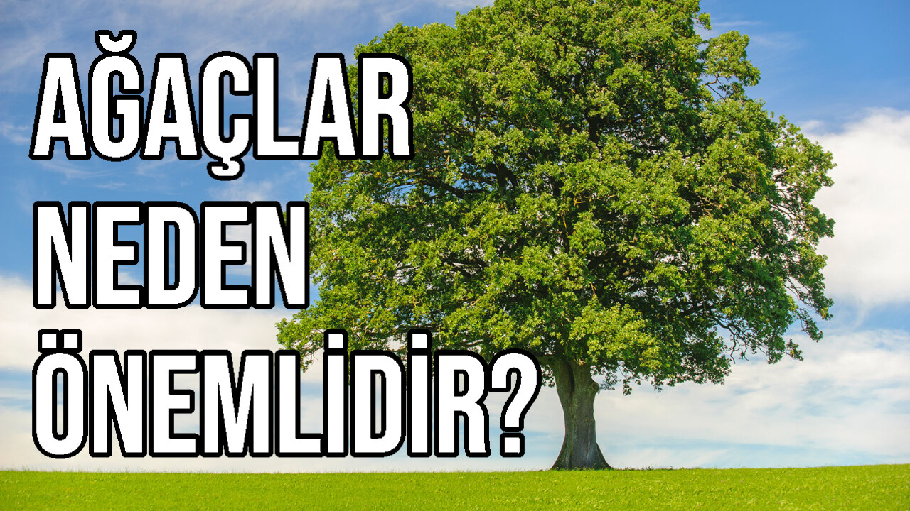 Ağaçlar Neden Önemlidir