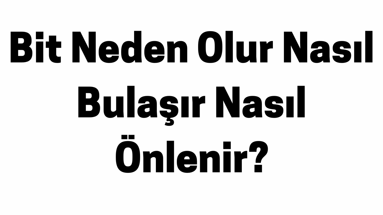 Bit Neden Olur Nasıl Bulaşır Nasıl Önlenir